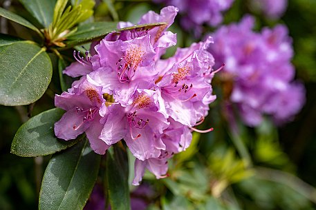 Rhododendron in Leuzigen