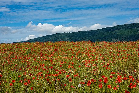 Mohnblumen in Bellmund BE