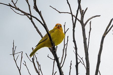 Die Safranammer Die Safranammer (Sicalis flaveola) ist eine Vogelart aus der Familie der Tangaren (Thraupidae), die oft als Ziervogel gehalten wird.