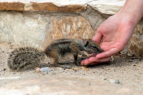 Ardilla Moruna, Erdmännchen auf der Insel Fuerteventura